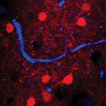 Image:  A horizontal frame from 3D reconstructed 3-photon microscopy images in a mouse brain. Red: neurons, blue: blood vessels, dark holes: nonfluorescent neurons (Photo courtesy of Prof. Xu’s laboratory, Cornell University).